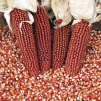 Red Corn/Maize For Sale