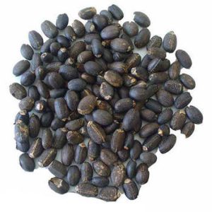 JATROPHA SEED(BEST QUALITY)