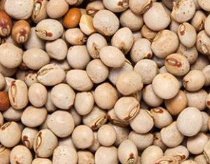 PIGEON PEAS