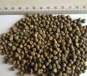 VETCH SEED(CHILBAN)